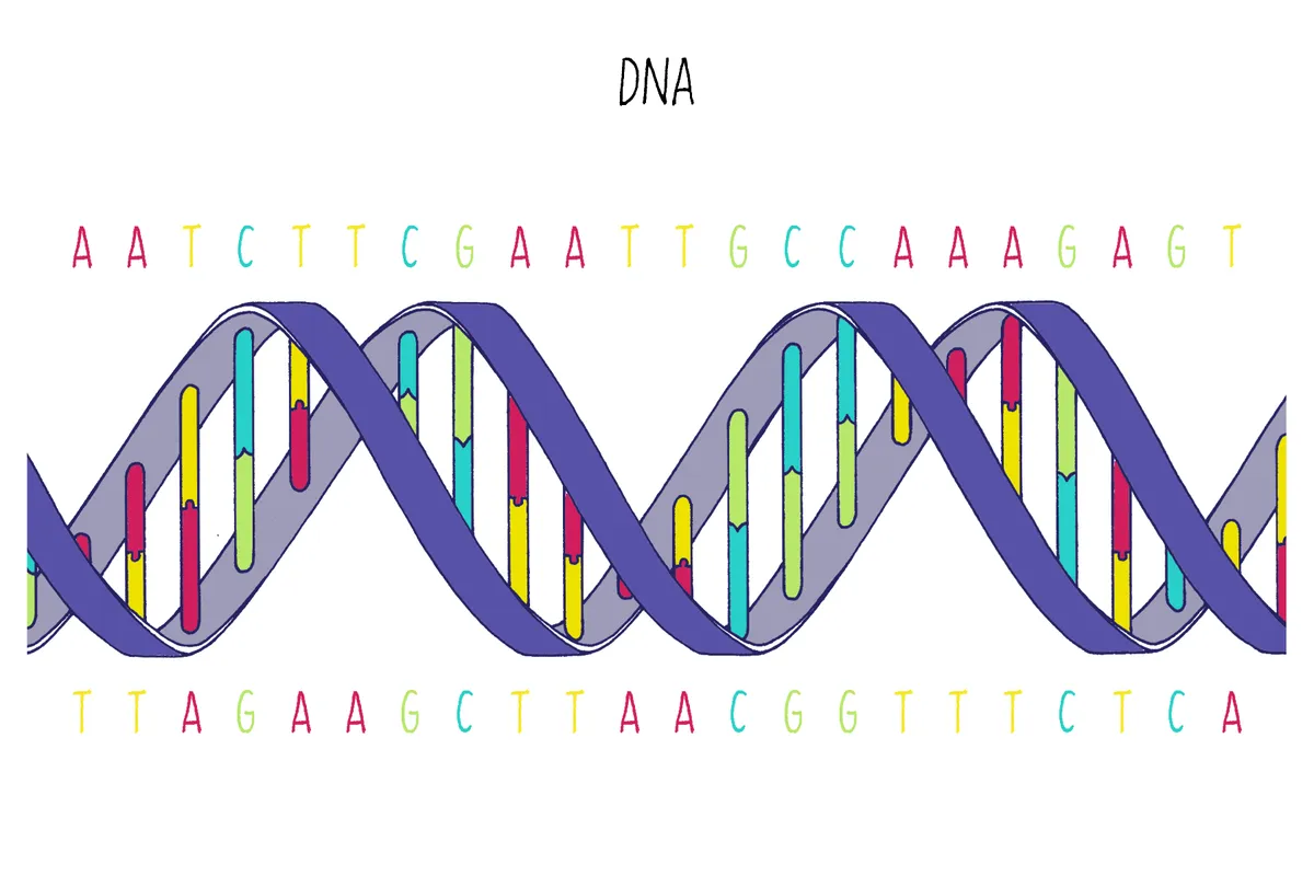Hình minh họa chuỗi xoắn kép DNA với bốn loại base A, T, G, C